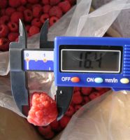 New Season Fresh Frozen Product IQF Raspberries Fruits Frozen Raspberry
