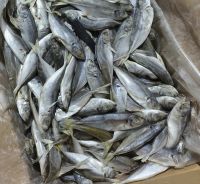 Large Frozen Pacific Mackerel WR Fish Food Frozen 400 600
