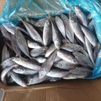 200-300g Whole Fresh Frozen Mackerel Fish Prices