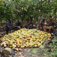 Organic Raw Cocoa Butter Raw Bulk Supplier, 1kg, Food Grade Unrefined Cacao Butter Vegan for Chocolate