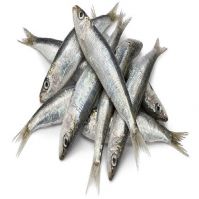 Wholesale Best Selling Supplier Delicious Natural High Quality Frozen Seafood Fish Pacific Canned Herring Fish Cheap Price