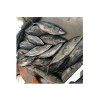 Low Price Tuna Whole Round 500g Sea Frozen Bonito Fish in Stock Seafood Frozen Bonito Tuna Fish Best Deal for Sale