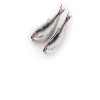 High Quality Hot Sale Bulk Price Custom Fresh Whole Round Frozen Seafood Fish Pacific Canned Herring Fish