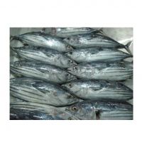 Fresh Frozen Bullet Tuna Whole Round Yellowfin Skipjack Varieties Boxed Canned Dried Preserved with Oil Water Cheap Price France