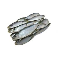 300 - 500g Fresh Sea Food Pacific Mackerel Fish Frozen