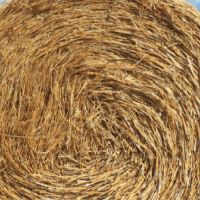 Wholesale Price Wheat Straw Hay Cattle / Horse Animal Feed |Alfafa Hay Animal Feeding