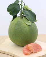 Wholesale Natural Tasty Grape Fruit Fresh Grapefruit for Export in Bulk