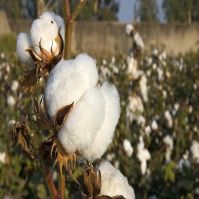 Organic Raw Cotton Bales Ready for International Market