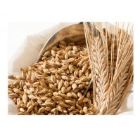 2021 Top Selling Premium Quality 12% Moisture Dried Feed Barley at Competitive Price