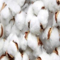 Raw Cotton Fibre Buyers - Wholesale Manufacturers, Importers, Distributors and Dealers for Raw Cotton
