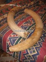 IVORY TUSKS (ELEPHANT)