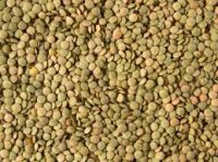 Green Lentils Grade A Top Quality Green Lentils In Bulk Lentils Manufacturers