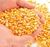 Yellow Corn/ yellow corn for human consumption non gmo yellow corn/ yellow corn for animal feed for sale