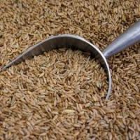 Rye Grain For Sale, Best Quality Rye For Sale, Rye Grain High Quality