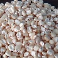 Hybrid Yellow Maize Seed Unclean