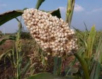 FRESH CROP YELLOW/WHITE/RED/ SORGHUM FROM WEST AFRICA