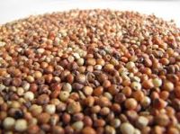 White and Red Sorghum For Sale