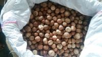 High Quality Whole Dried Betel Nut / Areca Nuts for Wholesale