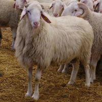 Awassi sheep