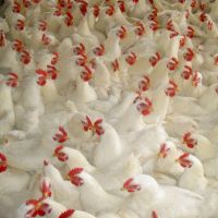 Broiler Chicks For Sale