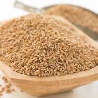 Natural Dry wheat grains