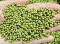 Wholesale Premium Quality Green Mung Beans Medium Grains