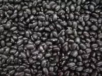 Black Beans