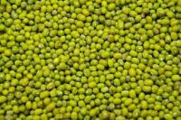 Wholesale Premium Quality Green Mung Beans Medium Grains