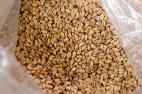 Wheat, Barley, Long Grain Wheat grains For Sale at great rates