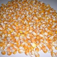A grade yellow corn available at great rates