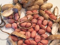 Peanut ,Dried Kernel Peanuts Groundnut for sale