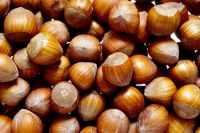Hazelnuts suppliers Hazelnut kernels/Hazelnut in shell/ Organic hazelnut Roasted , Organic , High Quality