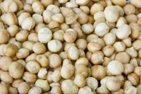 Raw macadamia nuts in shell available at great rates