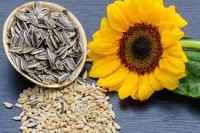 Supply sunflower seeds Raw wholesale sunflower seeds available