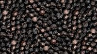 Top Quality Dried Black Pepper