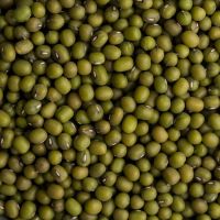 New green peas wholesale IQF frozen pea bean