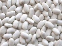 Quality White Butter Beans available at great rates