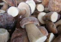 market price high quality Frozen IQF Boletus edulis mushroom