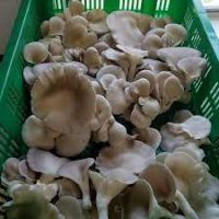 IQF Oyster Mushroom Frozen Mushroom Bulk Style