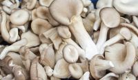 IQF fresh shiitake mushrooms slices frozen sliced mushroom