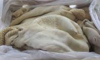 Beef Frozen Omasum / Dry salted omasum Frozen Beef / Frozen beef tripe, frozen cow stomach, beef tripes cleaned