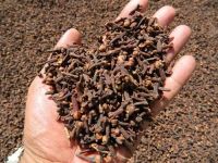 High grade Dried Clove Spices/Clove/Whole clove spices