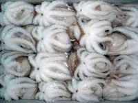 Frozen Octopus for sale