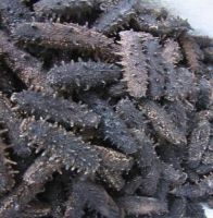 Sea Cucumber Best Quality Sun Dried Sea Cucumber Fresh Frozen BQF cucumaria Trepang WHOLESALE High quality delicious