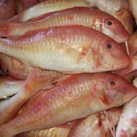 Frozen Sea Bream/ Red Sea Bream Fish