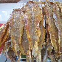 Dried Lizard Fish available at great rates. best offers available