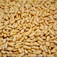 Naturally Produced Pine Nuts / Wholesale Pine Nuts/the best pine nut kernel