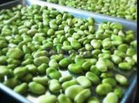 Best quality frozen broad bean available at great rates