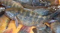 Best Quality Frozen chame fish available at great rates
