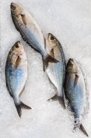 Frozen IQF Pacific horse mackerel roller fillet blue mackerel sea trout bass mackerel lure fish manufacturers